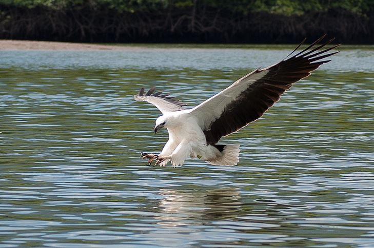 langkawi White-Bellied Sea Eagle