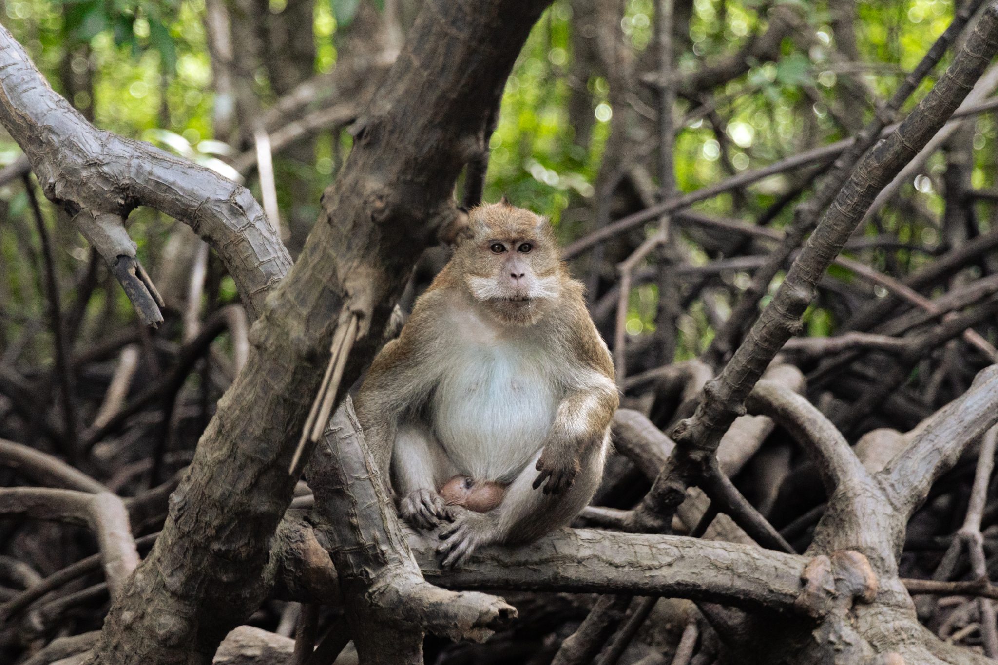 Monkeys