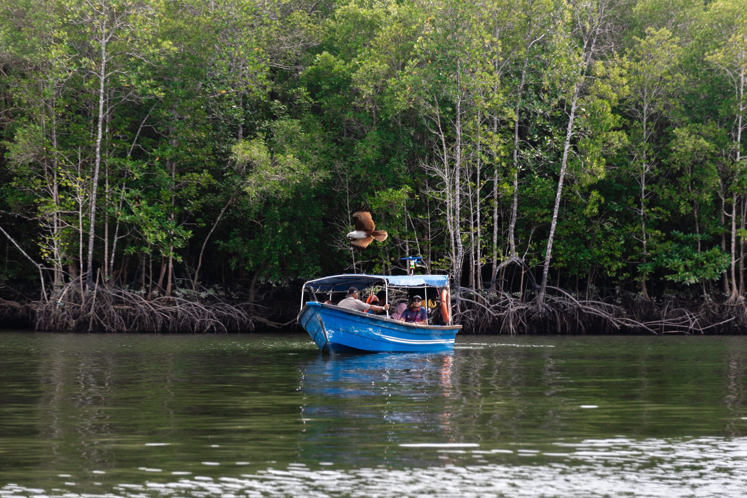 Mangrove Tour