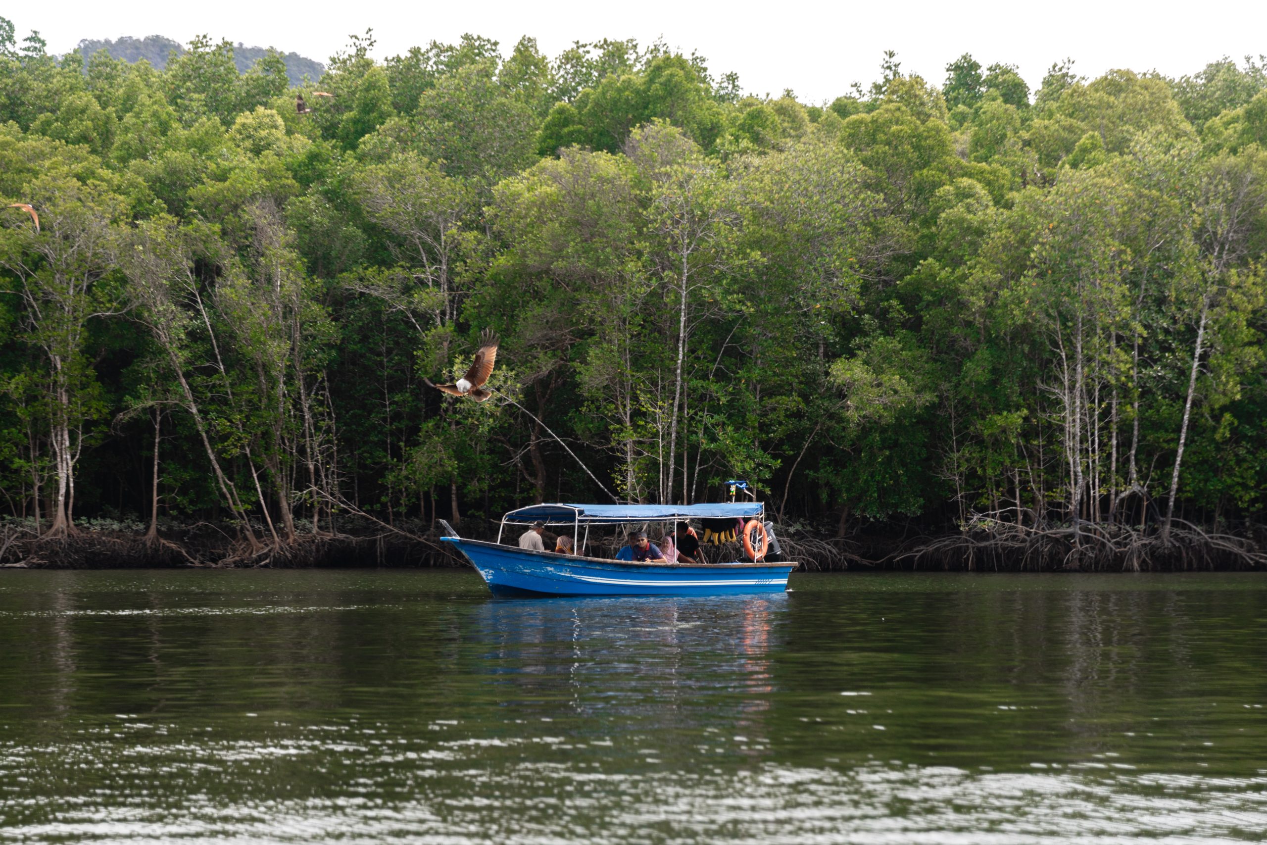 Eagle Watching at Langkawi Mangrove Tour