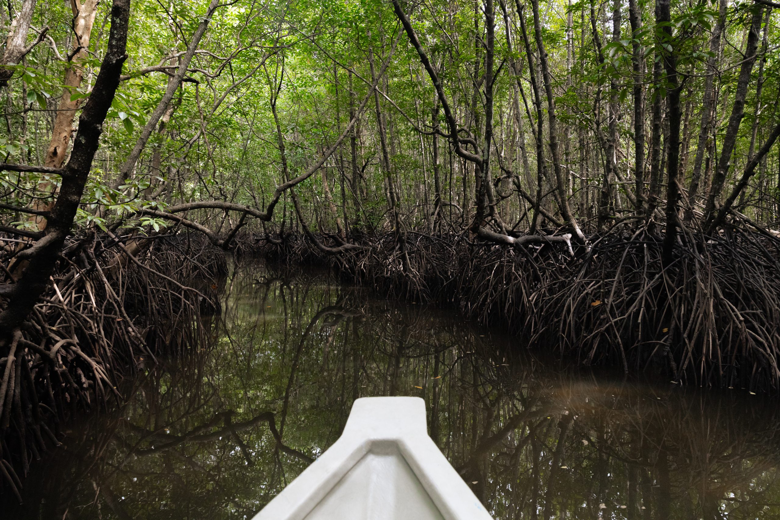 Langkawi Mangrove River and Trees Kilim Geoforest Park
