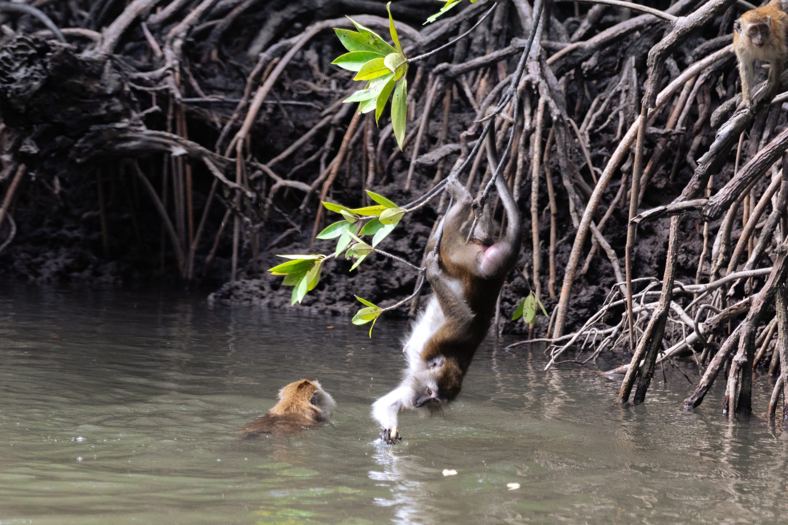 Monkey Watching Langkawi Mangrove Macaques