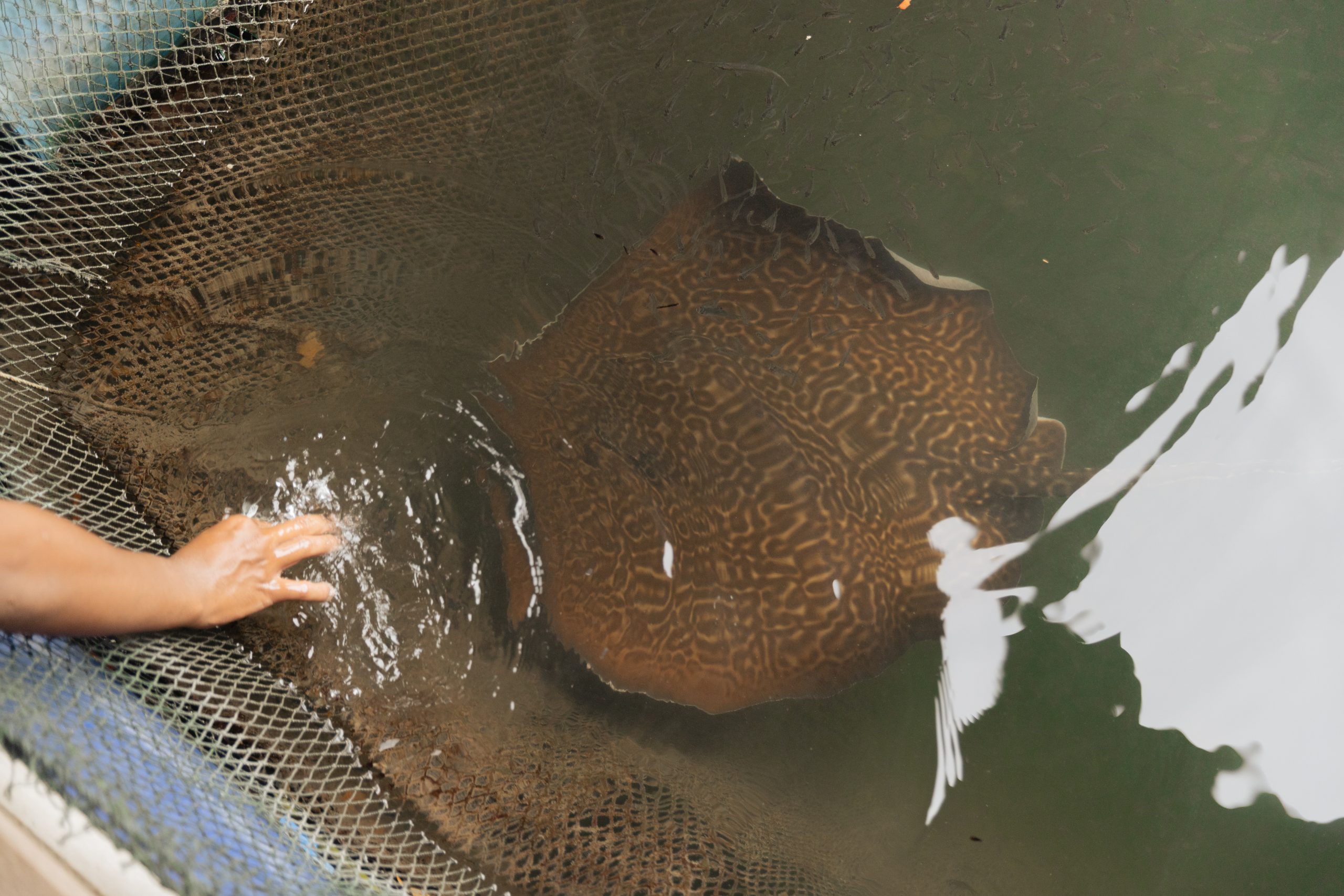 Fish show at floating restaurant