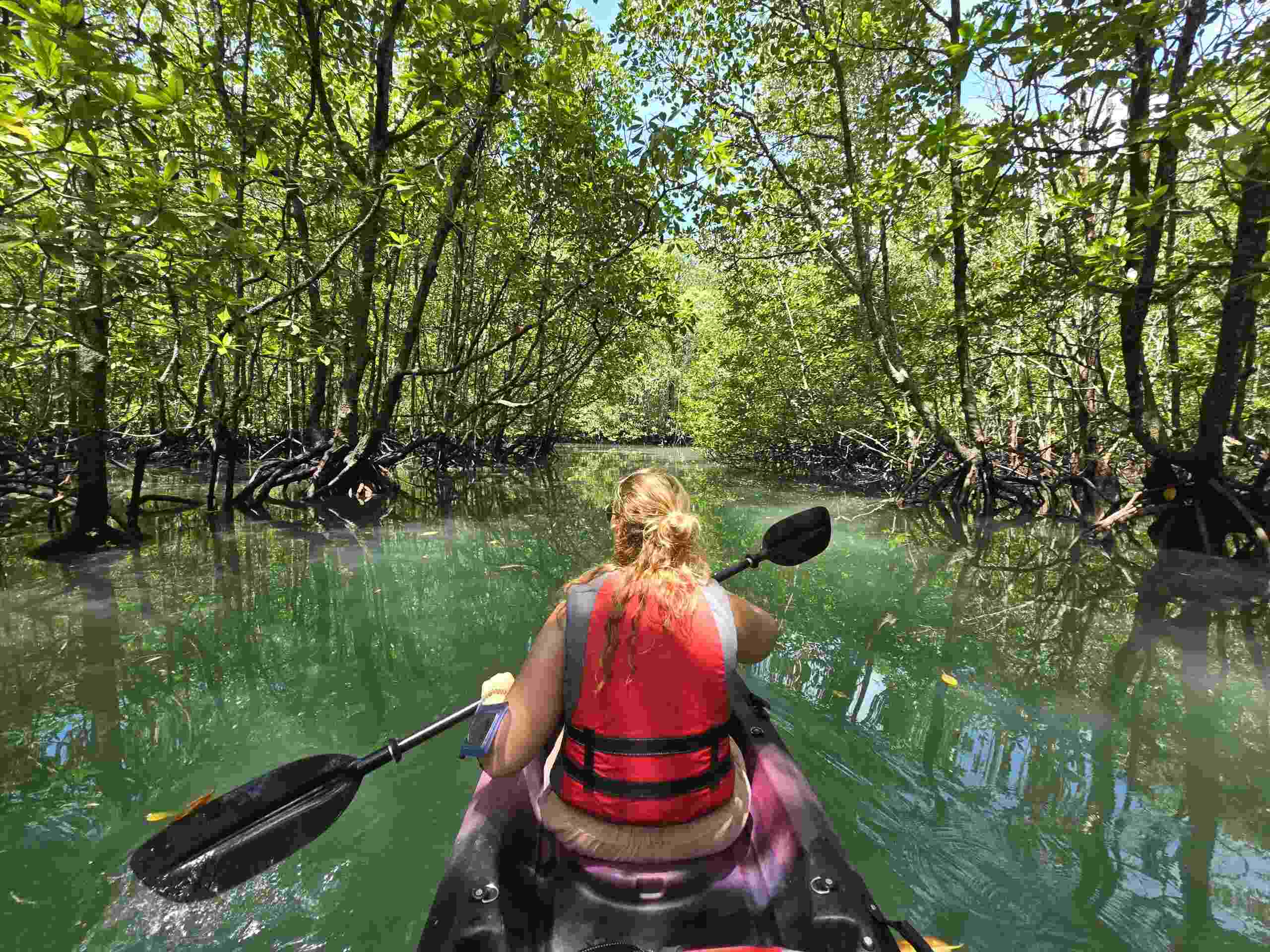 Mangrove Kayak Exploration