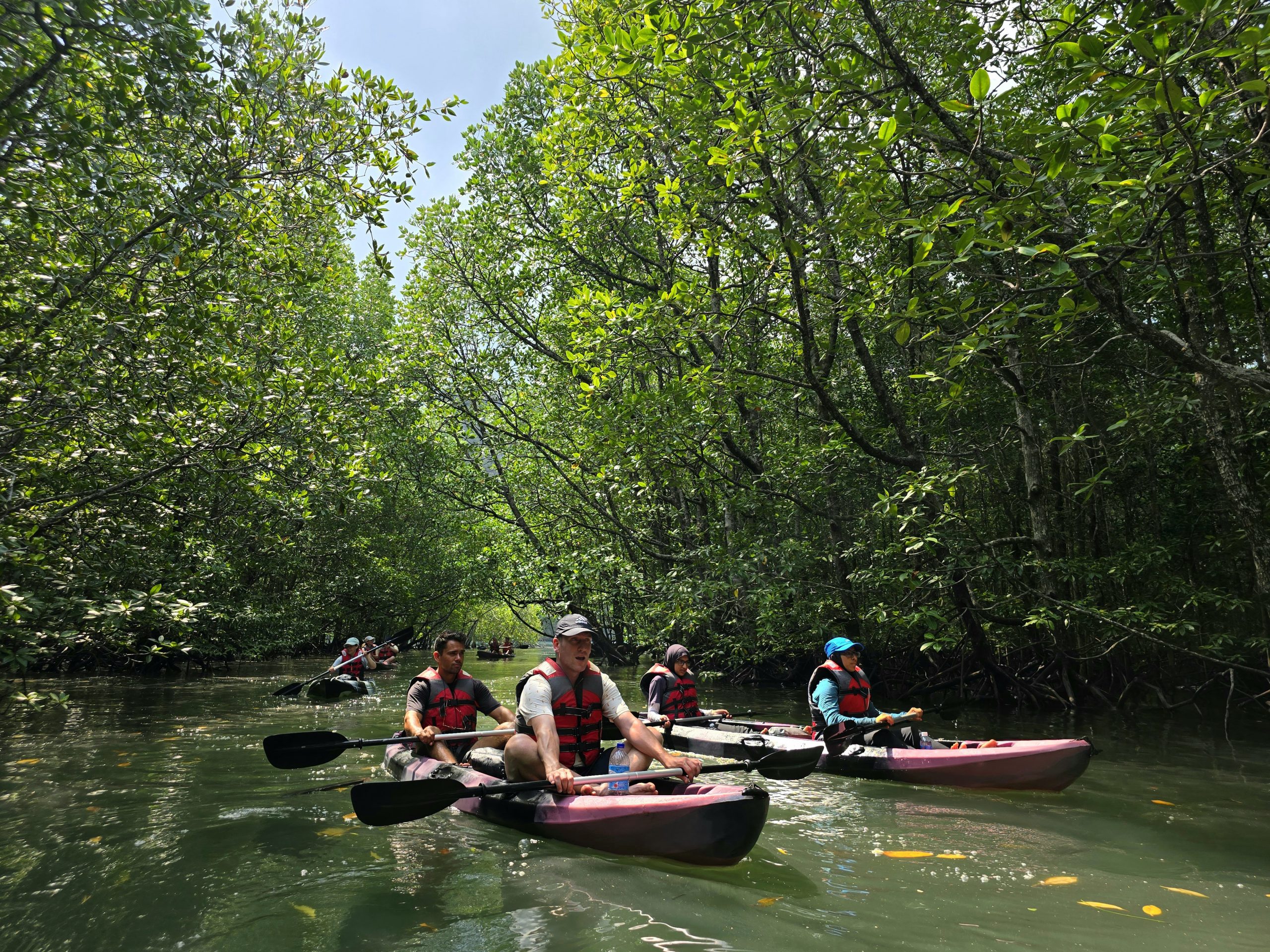 Mangrove Kayak Exploration