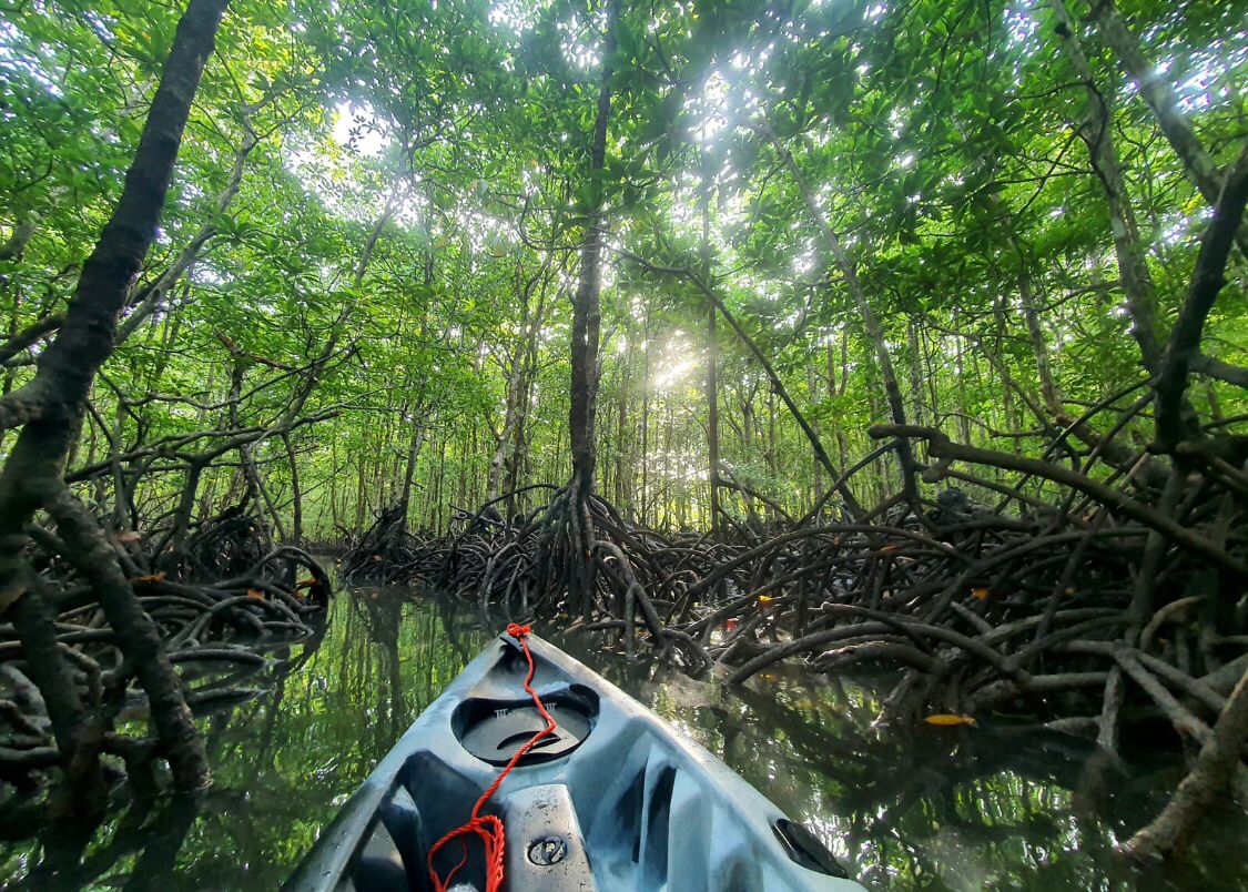 Mangrove River Route