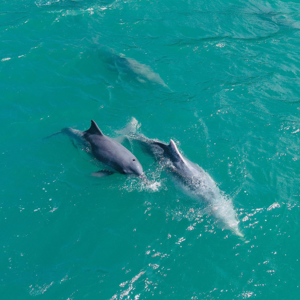 Possible dolphin sighting