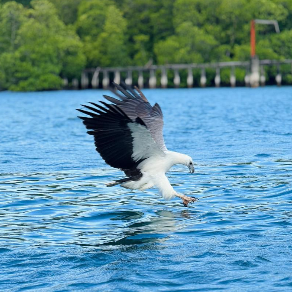 Langkawi eagle feeding