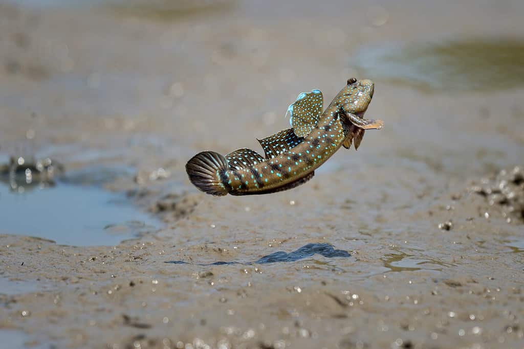 Mud skipper on mangrove mudflat
